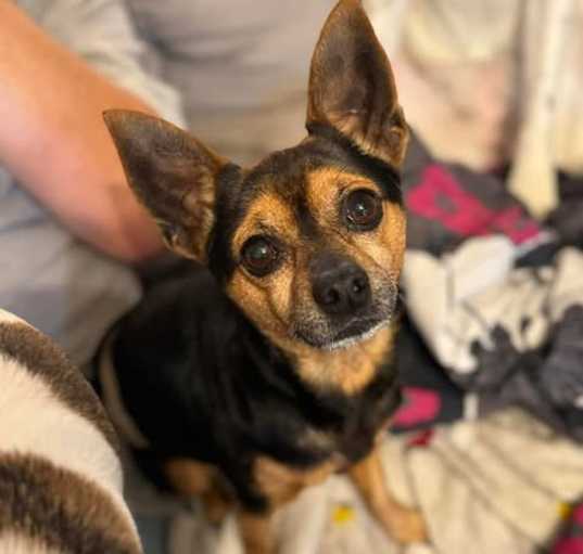 Photo of Puppers