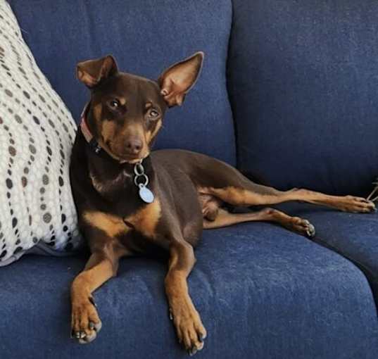 Photo of Chico