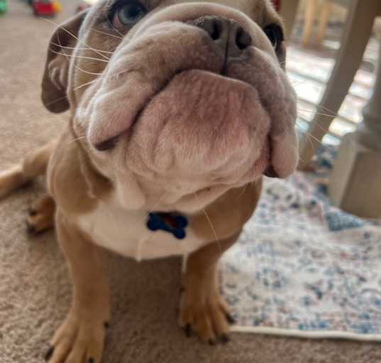 Photo of Coco