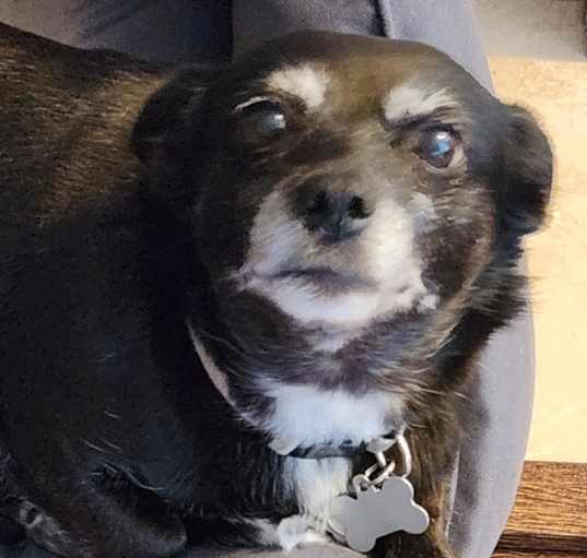 Photo of Blacky