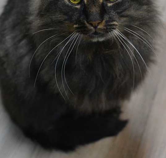 Photo of Juno