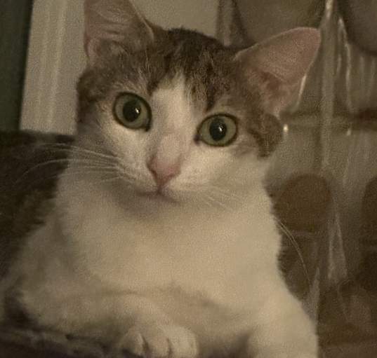 Photo of Luna
