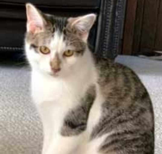 Photo of KITTEN CHESTER