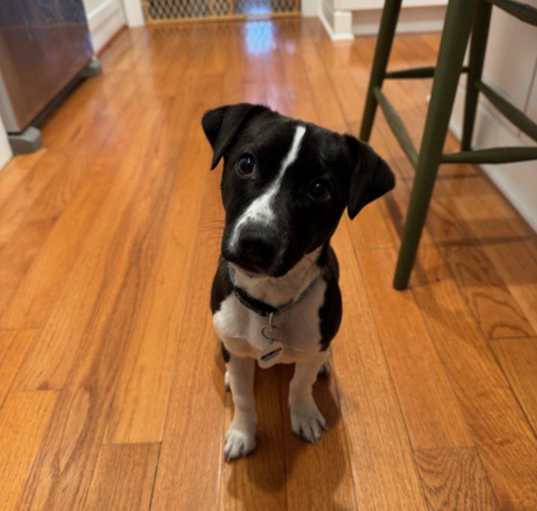 Photo of Domino