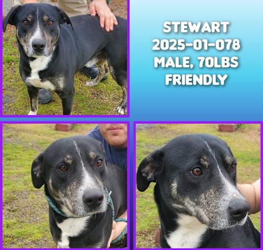 Photo of 2025-01-078 *Stewart*