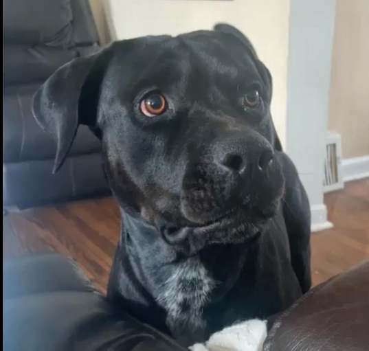 Photo of Spade
