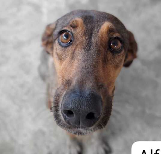 Photo of Alfalfa