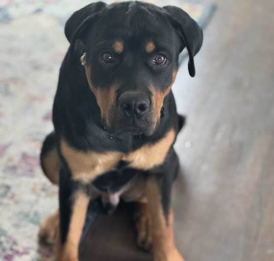 Photo of Oso