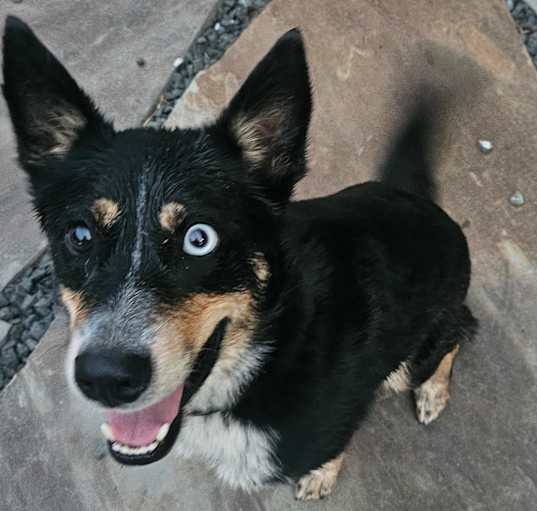 Photo of Brisko