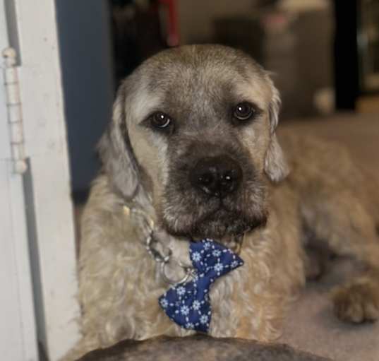 Photo of Rambo