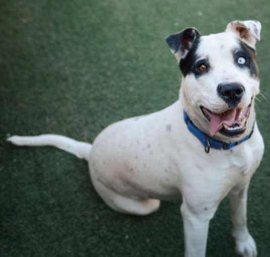 Photo of Millie *Sponsored, Energetic,