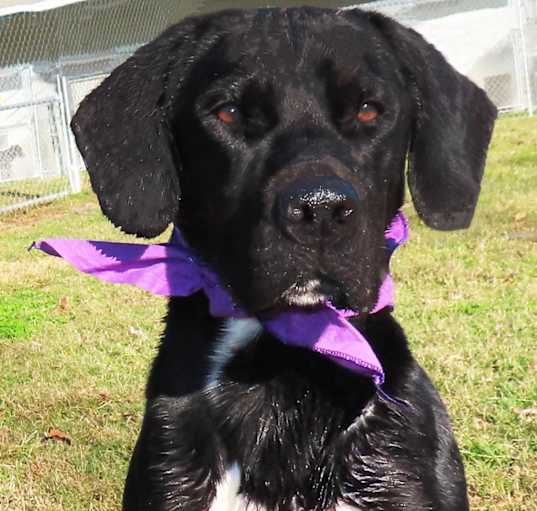 Photo of Hunter