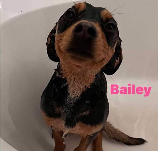Photo of Bailey and Daisy
