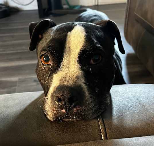 Photo of Kona