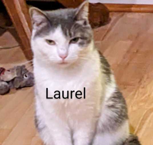 Photo of Laurel