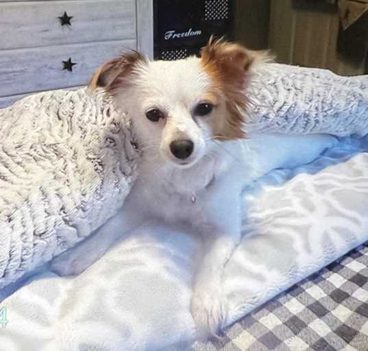 Photo of Oliver