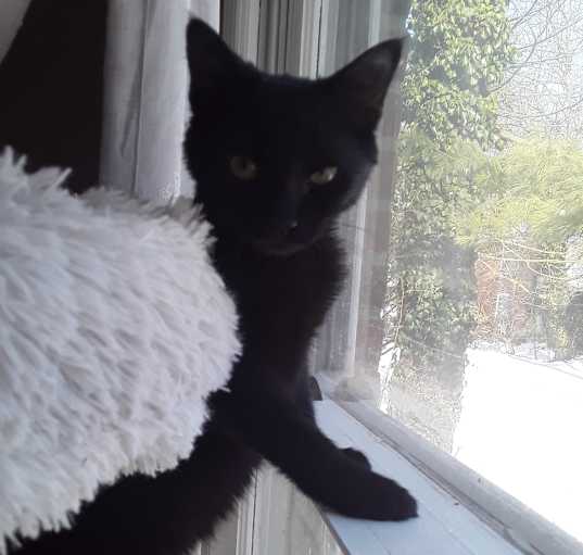 Photo of Survivor (sweet black male)