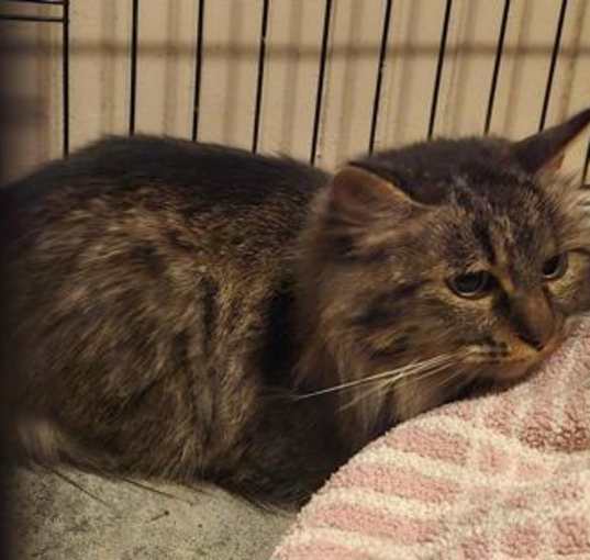 Photo of Minnie II