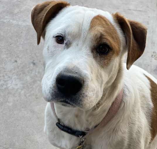 Photo of Chubbles