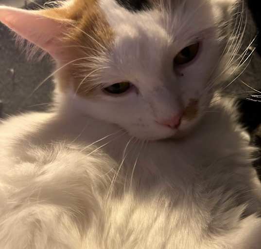 Photo of Baby Kitty