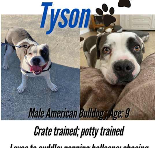Photo of Tyson