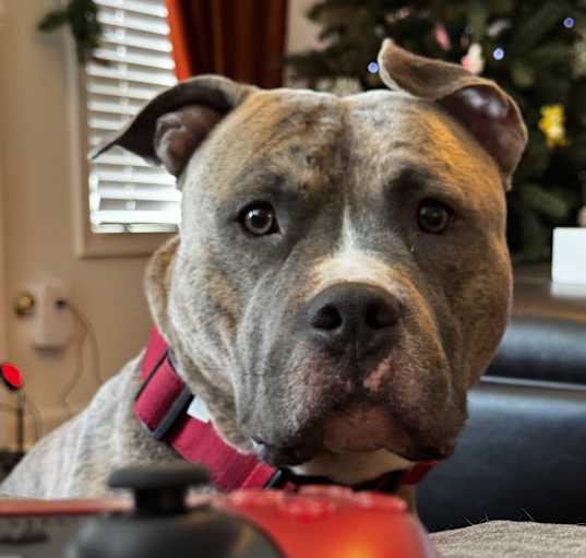 Photo of Apollo