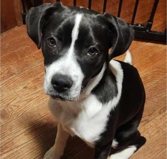 Photo of Nova
