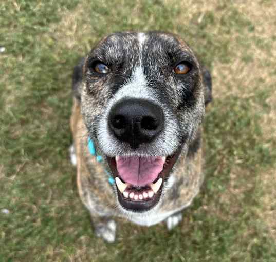 Photo of Brody