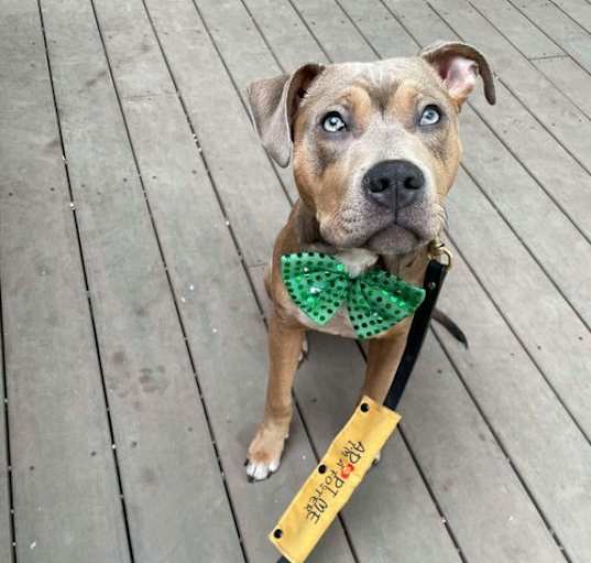 Photo of Whiskey