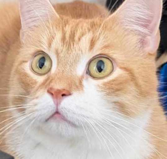 Photo of Apricot