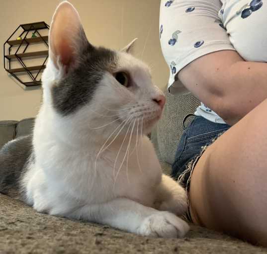 Photo of Milo