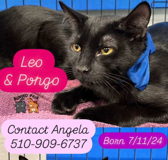 Photo of Leo and Pongo