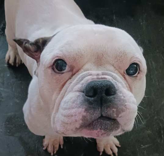 Photo of Bently