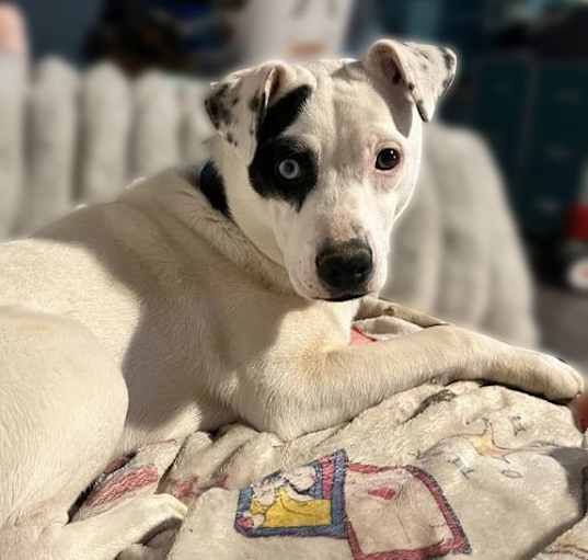 Photo of Wishbone
