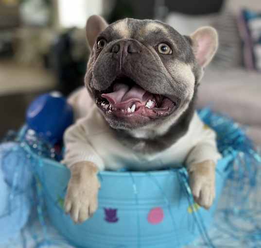 Photo of Chino