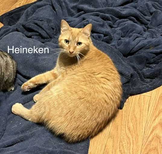 Photo of Heineken - AK