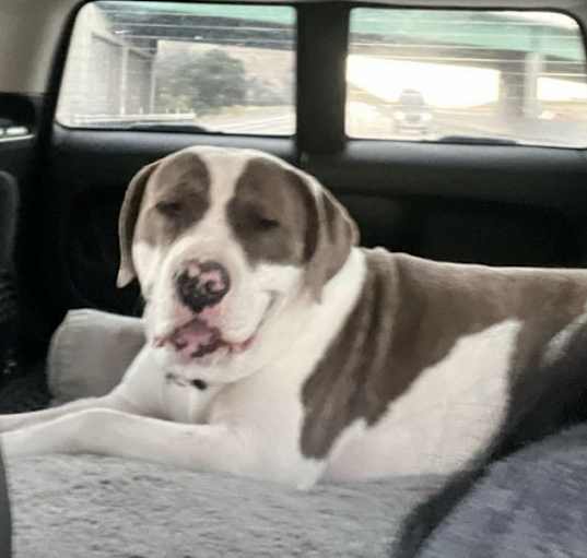 Photo of Max