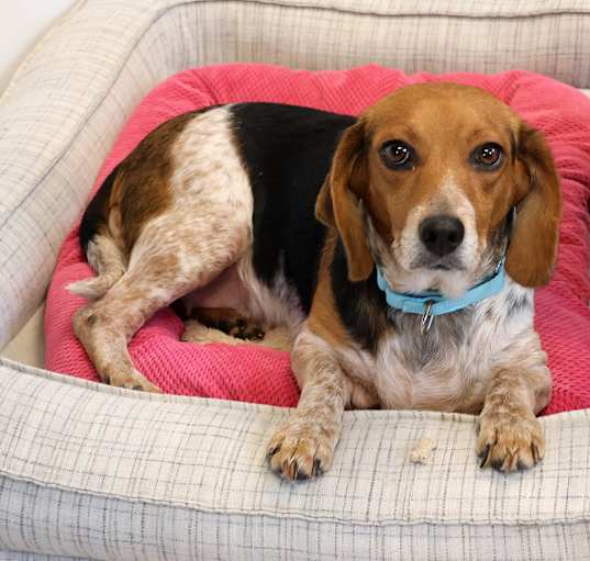 Photo of Sweet Pea