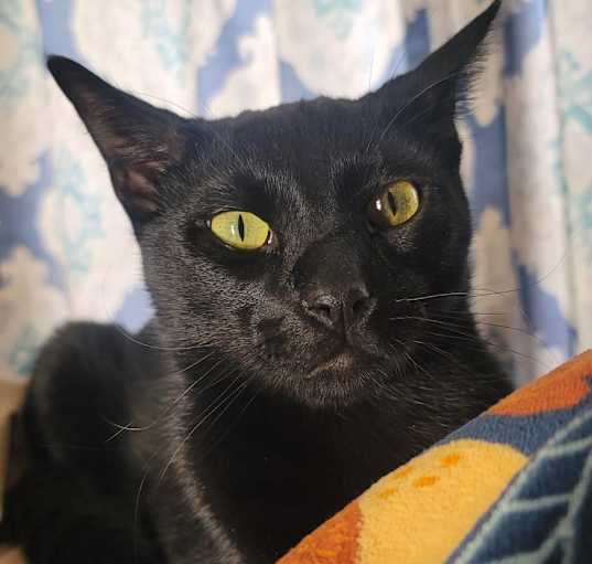 Photo of Chomper