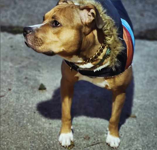 Photo of Bruno