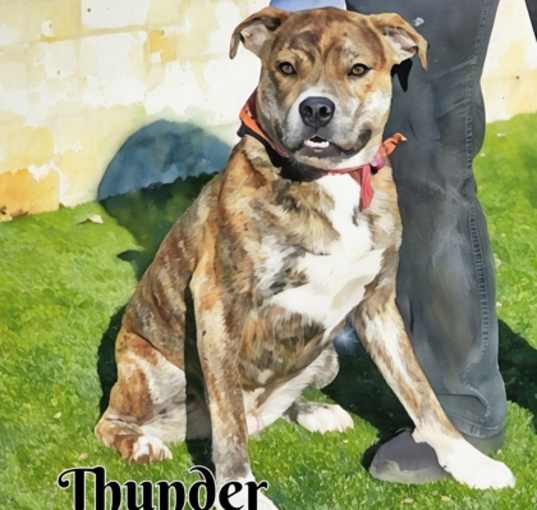 Photo of Thunder