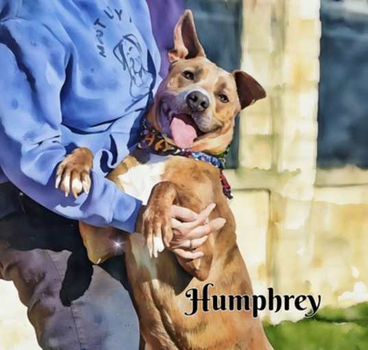 Photo of Humphrey