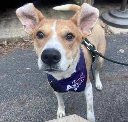Photo of Kentucky Milo