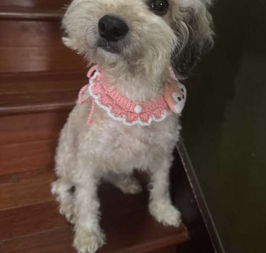 Photo of Lady