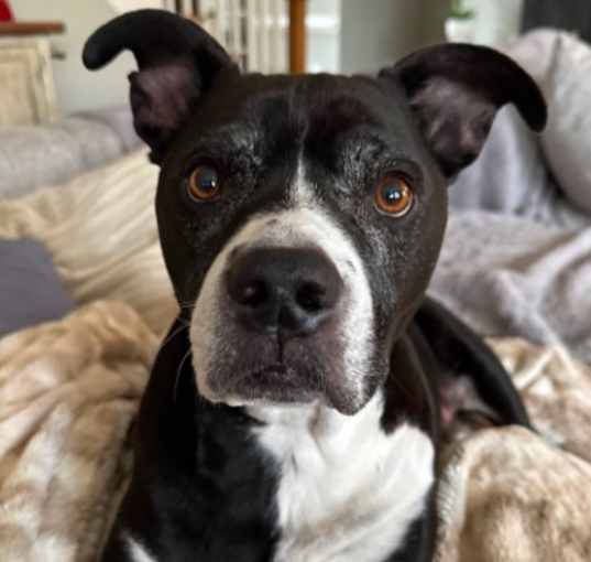 Photo of Rocky