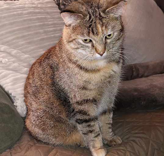 Photo of Gypsy