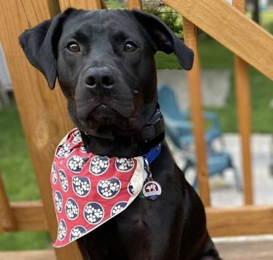 Photo of Bogey