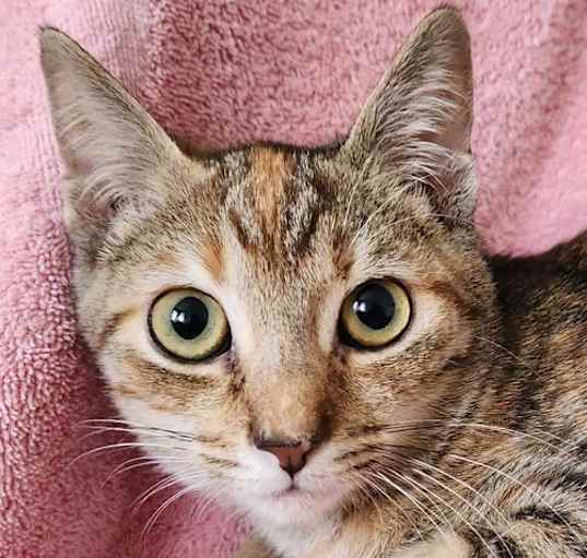 Photo of Waffle  YOUNG FEMALE TRIPOD FEL+