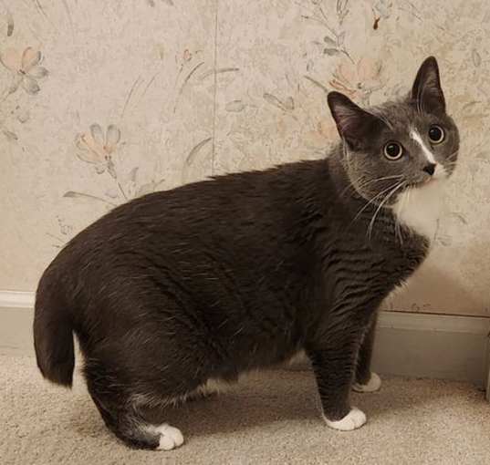 Photo of Ashley ADULT FEMALE BOBTAIL