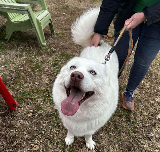 Photo of Aspen
